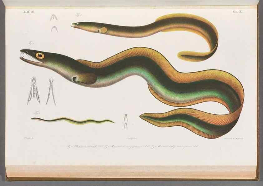 Reproducción/Reproduction 48909226222: Atlas ichthyologique des Indes orientales néêrlandaises :. Amsterdam :Frédéric Muller, editeur,1862-1878. 