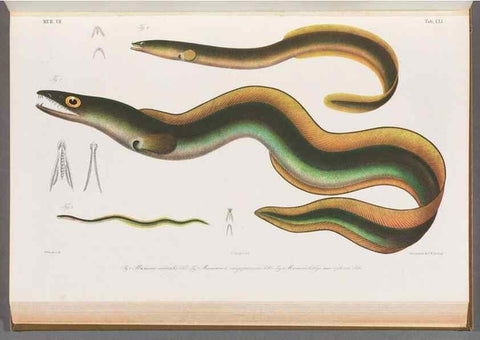 Reproducción/Reproduction 48909226222: Atlas ichthyologique des Indes orientales néêrlandaises :. Amsterdam :Frédéric Muller, editeur,1862-1878. 