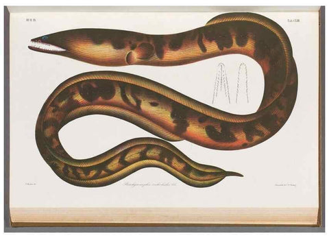 Reproducción/Reproduction 48909228027: Atlas ichthyologique des Indes orientales néêrlandaises :. Amsterdam :Frédéric Muller, editeur,1862-1878. 