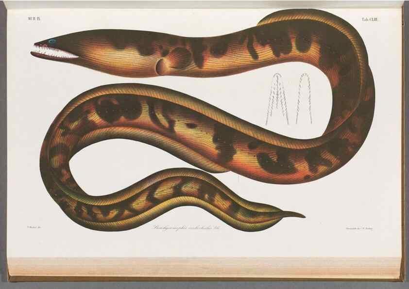 Reproducción/Reproduction 48909228027: Atlas ichthyologique des Indes orientales néêrlandaises :. Amsterdam :Frédéric Muller, editeur,1862-1878. 