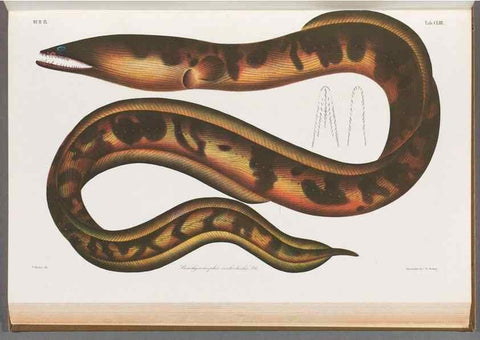 Reproducción/Reproduction 48909228027: Atlas ichthyologique des Indes orientales néêrlandaises :. Amsterdam :Frédéric Muller, editeur,1862-1878. 