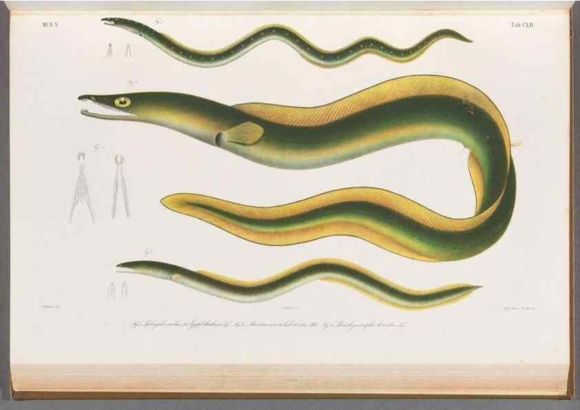 Reproducción/Reproduction 48909020736: Atlas ichthyologique des Indes orientales néêrlandaises :. Amsterdam :Frédéric Muller, editeur,1862-1878. 