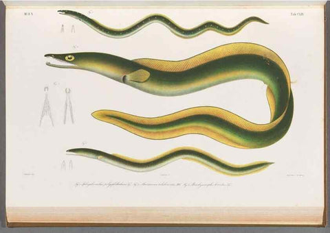 Reproducción/Reproduction 48909020736: Atlas ichthyologique des Indes orientales néêrlandaises :. Amsterdam :Frédéric Muller, editeur,1862-1878. 