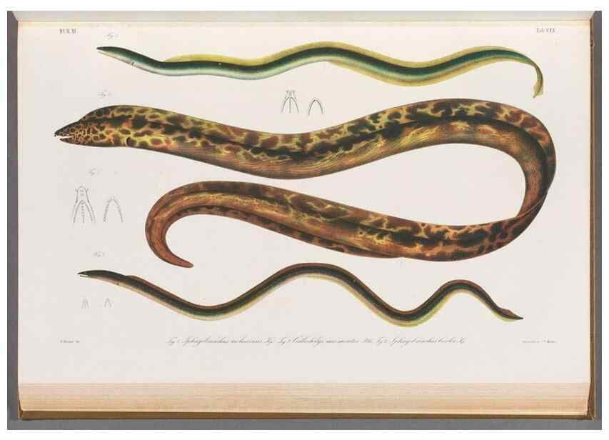 Reproducción/Reproduction 48909228687: Atlas ichthyologique des Indes orientales néêrlandaises :. Amsterdam :Frédéric Muller, editeur,1862-1878. 