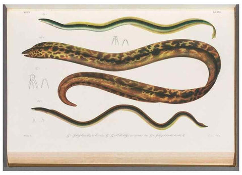 Reproducción/Reproduction 48909228687: Atlas ichthyologique des Indes orientales néêrlandaises :. Amsterdam :Frédéric Muller, editeur,1862-1878. 