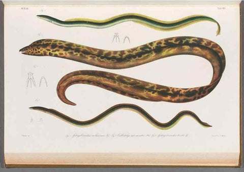 Reproducción/Reproduction 48909228687: Atlas ichthyologique des Indes orientales néêrlandaises :. Amsterdam :Frédéric Muller, editeur,1862-1878. 