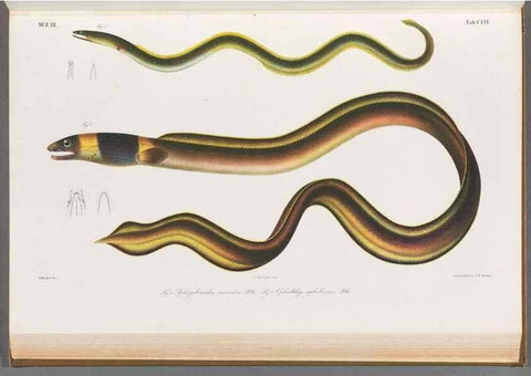 Reproducción/Reproduction 48908492888: Atlas ichthyologique des Indes orientales néêrlandaises :. Amsterdam :Frédéric Muller, editeur,1862-1878. 