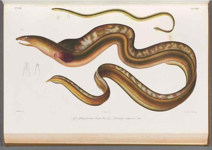 Reproducción/Reproduction 48909021736: Atlas ichthyologique des Indes orientales néêrlandaises :. Amsterdam :Frédéric Muller, editeur,1862-1878. 