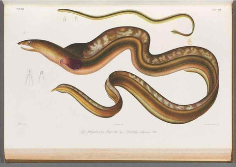 Reproducción/Reproduction 48909021736: Atlas ichthyologique des Indes orientales néêrlandaises :. Amsterdam :Frédéric Muller, editeur,1862-1878. 