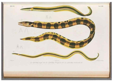 Reproducción/Reproduction 48909229857: Atlas ichthyologique des Indes orientales néêrlandaises :. Amsterdam :Frédéric Muller, editeur,1862-1878. 