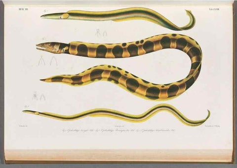 Reproducción/Reproduction 48909229857: Atlas ichthyologique des Indes orientales néêrlandaises :. Amsterdam :Frédéric Muller, editeur,1862-1878. 