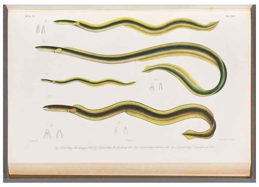 Reproducción/Reproduction 48908494113: Atlas ichthyologique des Indes orientales néêrlandaises :. Amsterdam :Frédéric Muller, editeur,1862-1878. 