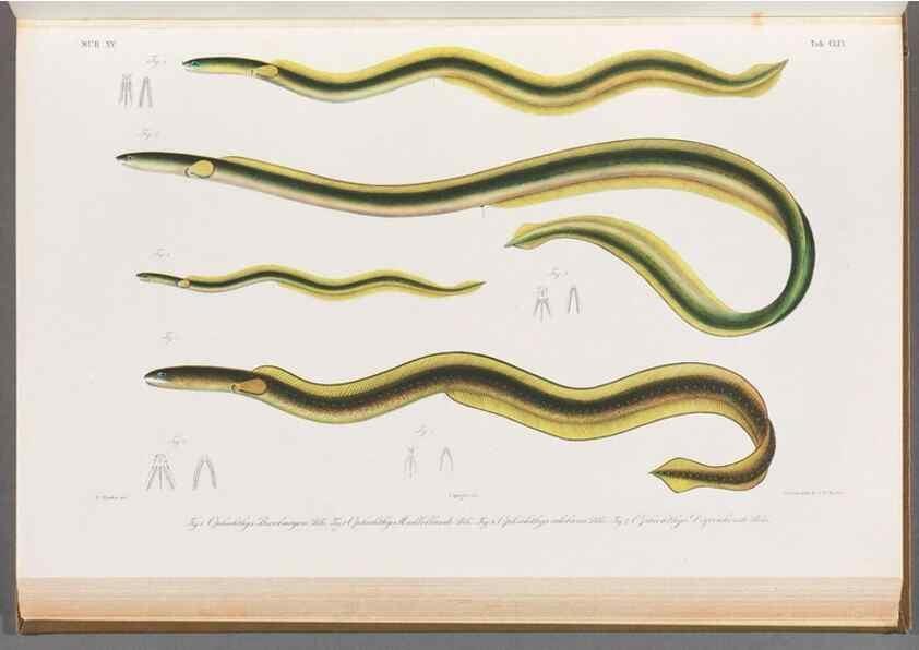 Reproducción/Reproduction 48908494113: Atlas ichthyologique des Indes orientales néêrlandaises :. Amsterdam :Frédéric Muller, editeur,1862-1878. 