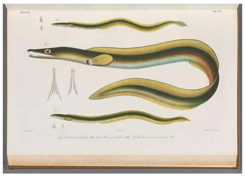 Reproducción/Reproduction 48908491498: Atlas ichthyologique des Indes orientales néêrlandaises :. Amsterdam :Frédéric Muller, editeur,1862-1878. 