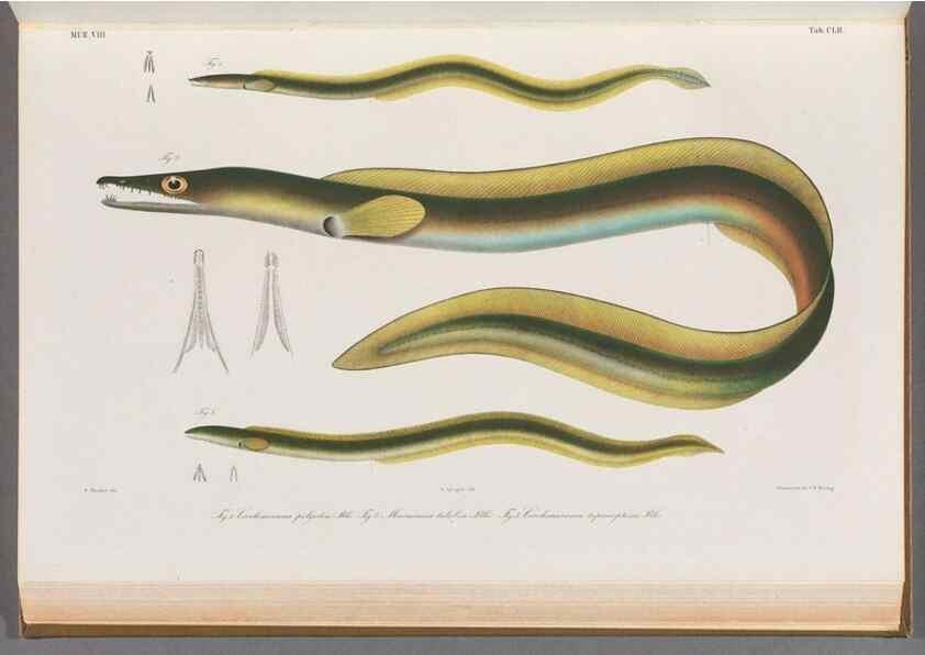 Reproducción/Reproduction 48908491498: Atlas ichthyologique des Indes orientales néêrlandaises :. Amsterdam :Frédéric Muller, editeur,1862-1878. 