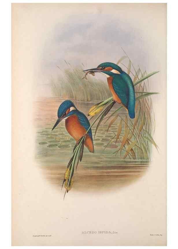 Reproducción/Reproduction 48914727571: The birds of Great Britain. London :Printed by Taylor and Francis, published by the author,1873.. 