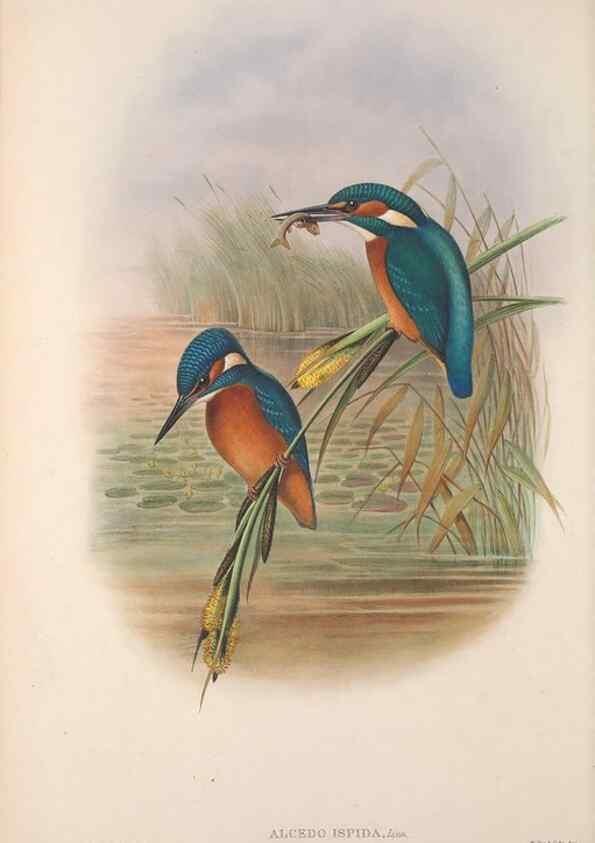 Reproducción/Reproduction 48914727571: The birds of Great Britain. London :Printed by Taylor and Francis, published by the author,1873.. 