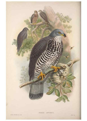 Reproducción/Reproduction 48914648836: The birds of Great Britain. London :Printed by Taylor and Francis, published by the author,1873.. 