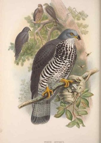 Reproducción/Reproduction 48914648836: The birds of Great Britain. London :Printed by Taylor and Francis, published by the author,1873.. 