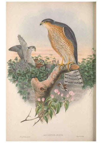 Reproducción/Reproduction 48914649481: The birds of Great Britain. London :Printed by Taylor and Francis, published by the author,1873.. 