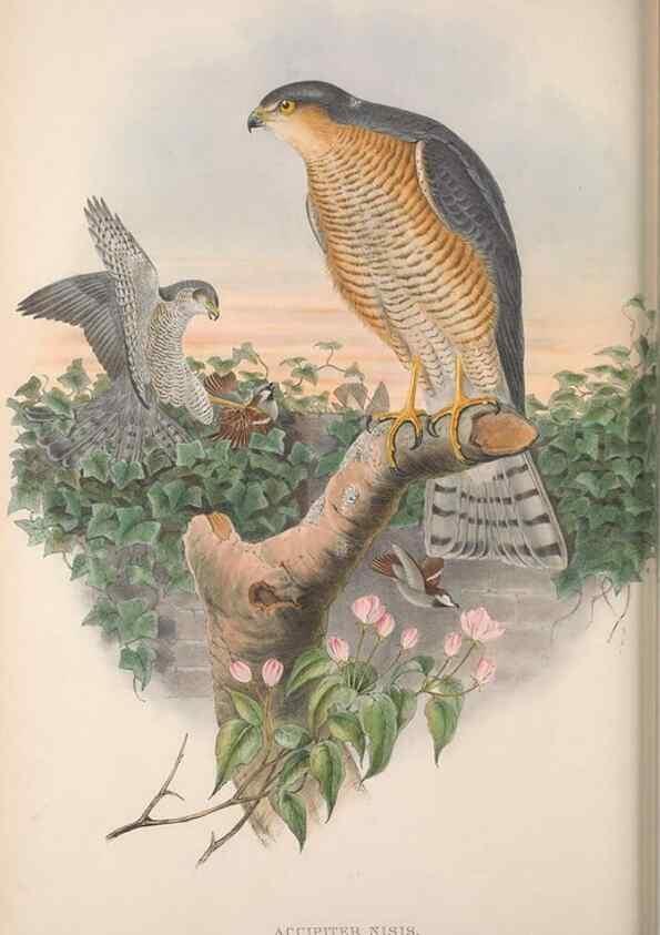 Reproducción/Reproduction 48914649481: The birds of Great Britain. London :Printed by Taylor and Francis, published by the author,1873.. 