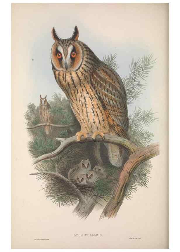 Reproducción/Reproduction 48914657736: The birds of Great Britain. London :Printed by Taylor and Francis, published by the author,1873.. 