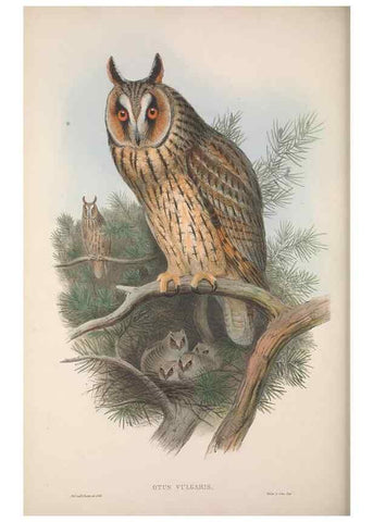 Reproducción/Reproduction 48914657736: The birds of Great Britain. London :Printed by Taylor and Francis, published by the author,1873.. 