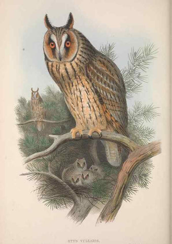 Reproducción/Reproduction 48914657736: The birds of Great Britain. London :Printed by Taylor and Francis, published by the author,1873.. 