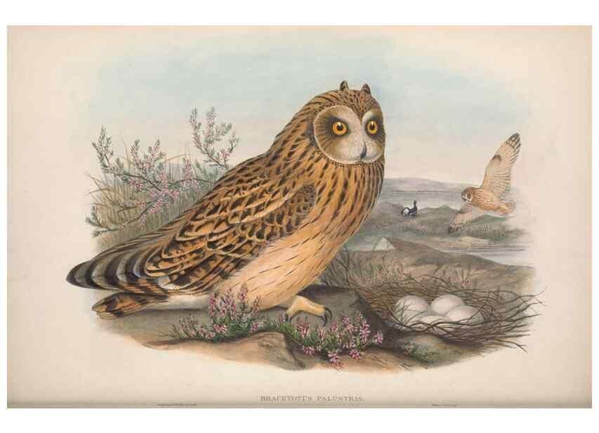 Reproducción/Reproduction 48914130318: The birds of Great Britain. London :Printed by Taylor and Francis, published by the author,1873.. 