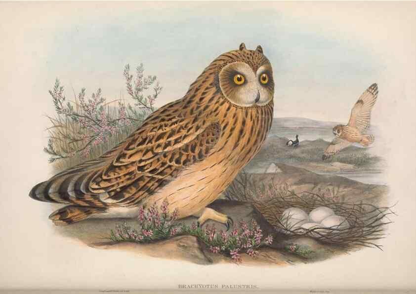 Reproducción/Reproduction 48914130318: The birds of Great Britain. London :Printed by Taylor and Francis, published by the author,1873.. 