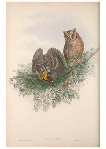 Reproducción/Reproduction 48914865197: The birds of Great Britain. London :Printed by Taylor and Francis, published by the author,1873.. 