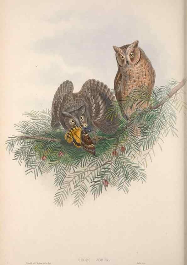 Reproducción/Reproduction 48914865197: The birds of Great Britain. London :Printed by Taylor and Francis, published by the author,1873.. 
