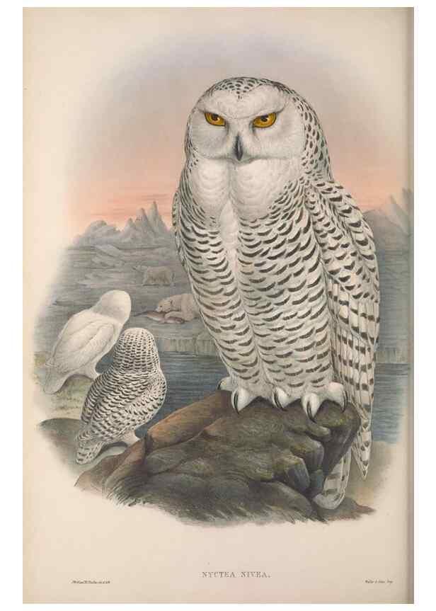 Reproducción/Reproduction 48914130953: The birds of Great Britain. London :Printed by Taylor and Francis, published by the author,1873.. 
