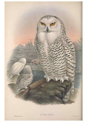 Reproducción/Reproduction 48914130953: The birds of Great Britain. London :Printed by Taylor and Francis, published by the author,1873.. 