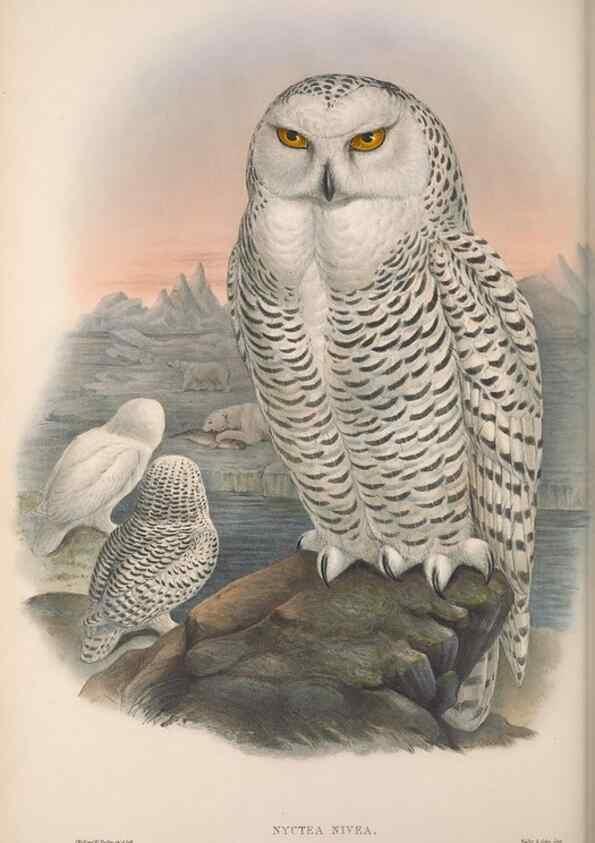 Reproducción/Reproduction 48914130953: The birds of Great Britain. London :Printed by Taylor and Francis, published by the author,1873.. 