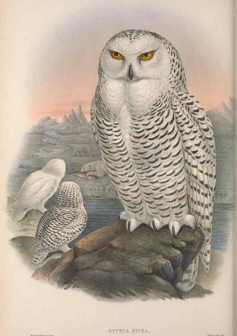 Reproducción/Reproduction 48914130953: The birds of Great Britain. London :Printed by Taylor and Francis, published by the author,1873.. 