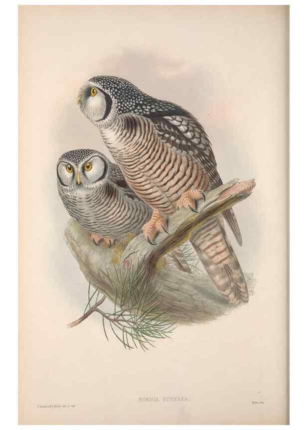 Reproducción/Reproduction 48914659166: The birds of Great Britain. London :Printed by Taylor and Francis, published by the author,1873.. 