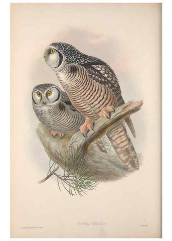 Reproducción/Reproduction 48914659166: The birds of Great Britain. London :Printed by Taylor and Francis, published by the author,1873.. 