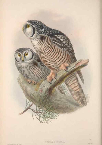 Reproducción/Reproduction 48914659166: The birds of Great Britain. London :Printed by Taylor and Francis, published by the author,1873.. 