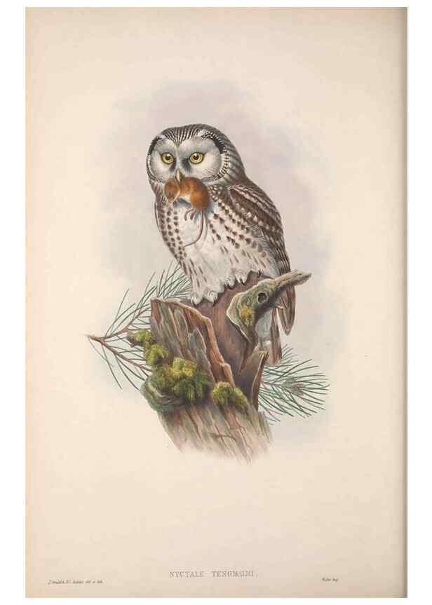 Reproducción/Reproduction 48914866172: The birds of Great Britain. London :Printed by Taylor and Francis, published by the author,1873.. 