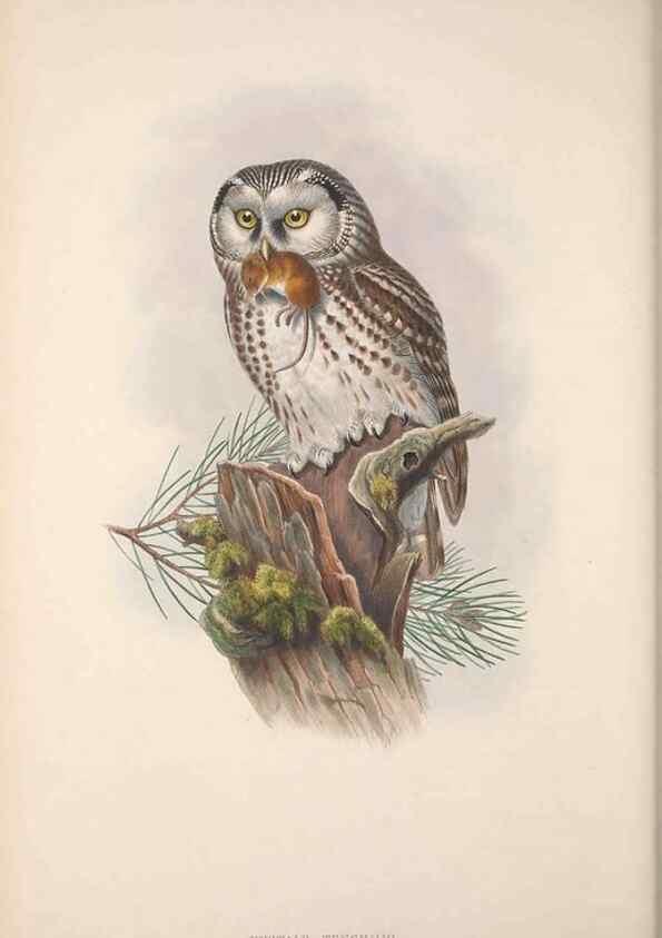 Reproducción/Reproduction 48914866172: The birds of Great Britain. London :Printed by Taylor and Francis, published by the author,1873.. 