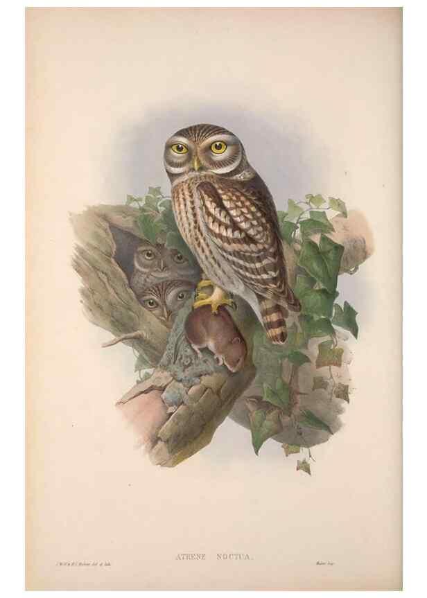 Reproducción/Reproduction 48914659781: The birds of Great Britain. London :Printed by Taylor and Francis, published by the author,1873.. 