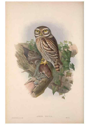 Reproducción/Reproduction 48914659781: The birds of Great Britain. London :Printed by Taylor and Francis, published by the author,1873.. 