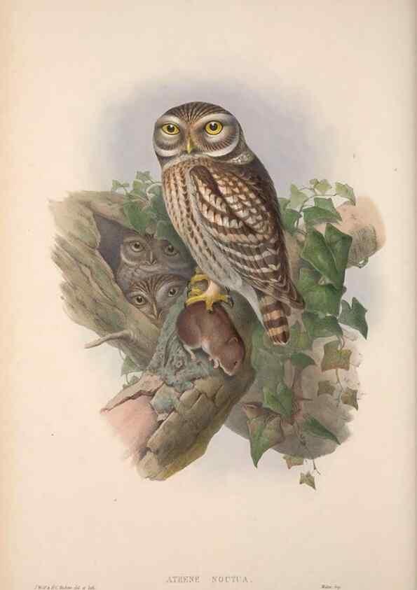 Reproducción/Reproduction 48914659781: The birds of Great Britain. London :Printed by Taylor and Francis, published by the author,1873.. 