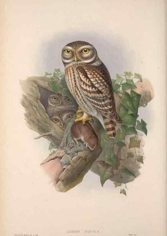 Reproducción/Reproduction 48914659781: The birds of Great Britain. London :Printed by Taylor and Francis, published by the author,1873.. 