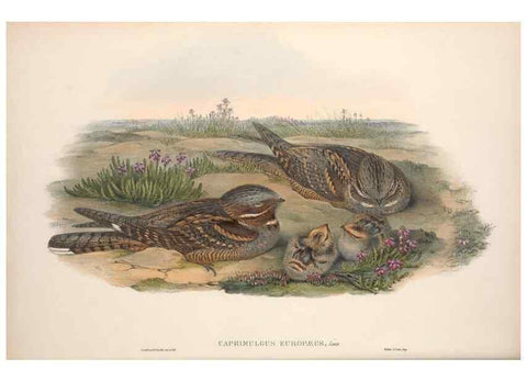 Reproducción/Reproduction 48914195873: The birds of Great Britain. London :Printed by Taylor and Francis, published by the author,1873.. 