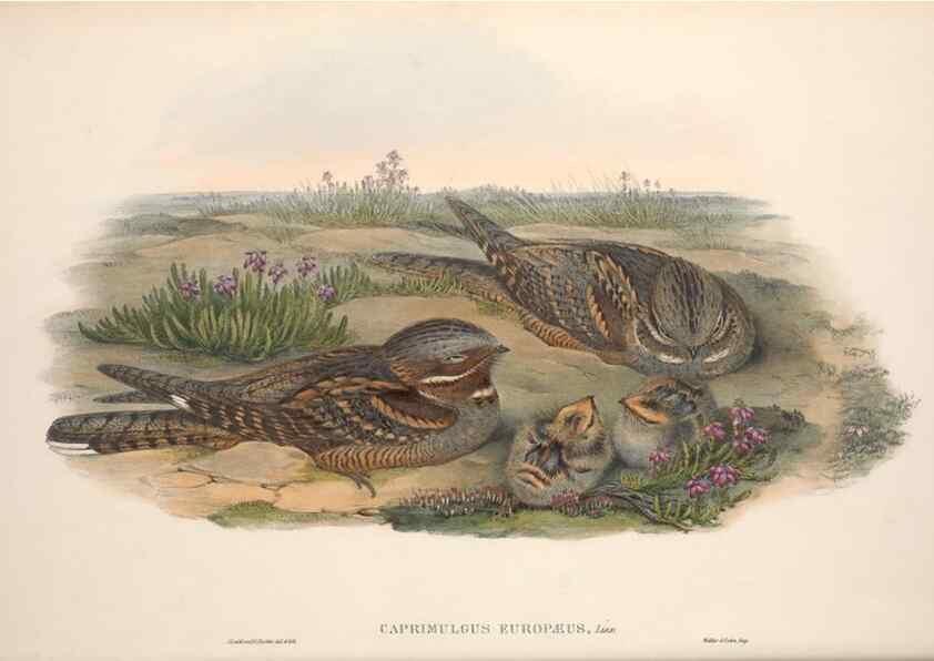 Reproducción/Reproduction 48914195873: The birds of Great Britain. London :Printed by Taylor and Francis, published by the author,1873.. 