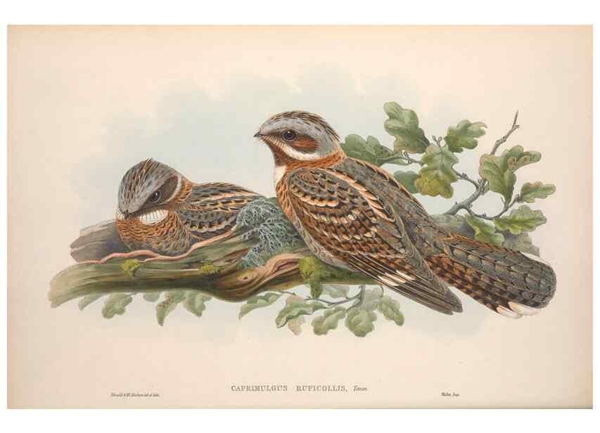 Reproducción/Reproduction 48914724631: The birds of Great Britain. London :Printed by Taylor and Francis, published by the author,1873.. 