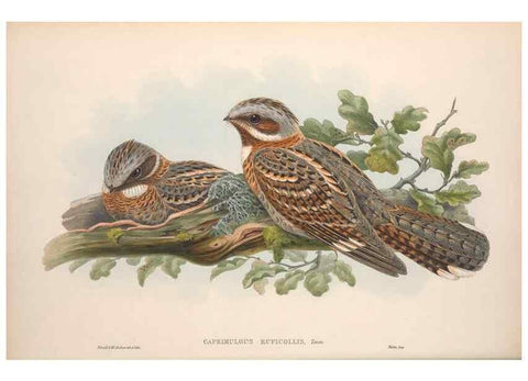 Reproducción/Reproduction 48914724631: The birds of Great Britain. London :Printed by Taylor and Francis, published by the author,1873.. 