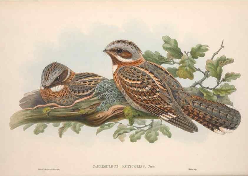 Reproducción/Reproduction 48914724631: The birds of Great Britain. London :Printed by Taylor and Francis, published by the author,1873.. 